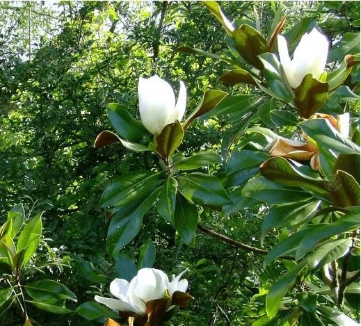 magnoliaboom